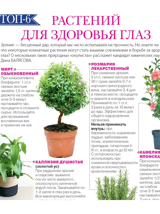 Домашние цветы журнал. Комнатные растения №7 25.Фуксия, вариант, фото 2