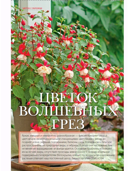 Домашние цветы журнал. Комнатные растения №7 25.Фуксия, вариант, фото 3