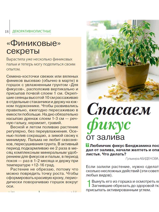 Домашние цветы журнал. Комнатные растения №7 25.Фуксия, вариант, фото 6