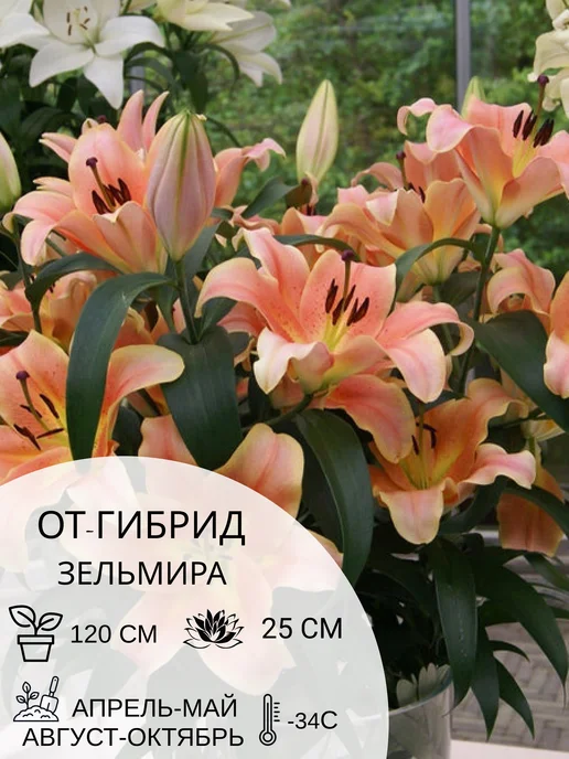 УСАДЬБА САДА Лилия многолетняя ОТ-гибрид Зельмира, луковицы цветов, 3 шт