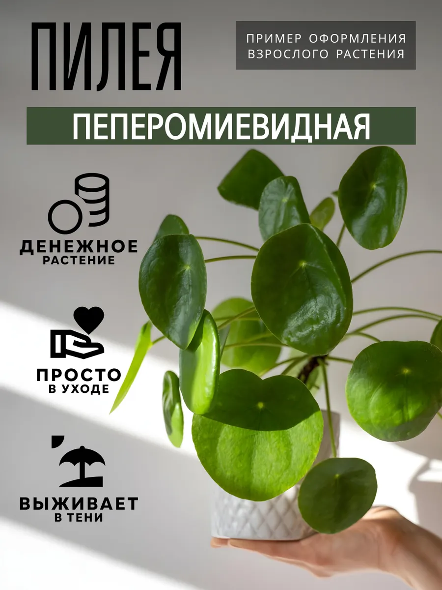 Пилея Пеперомевидная комнатное растение