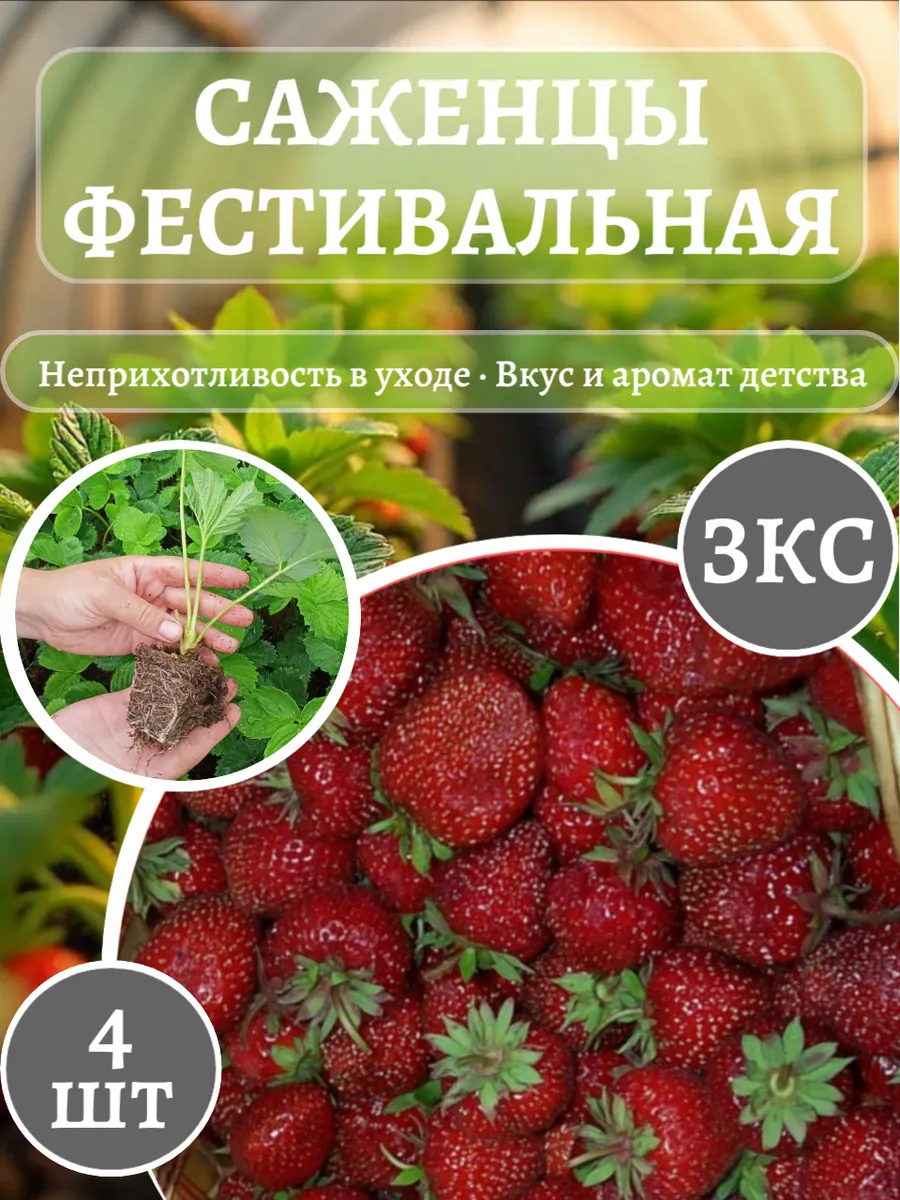 Саженцы клубники Фестивальная Рассада ЗКС